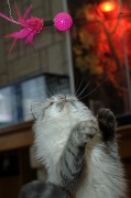 BRITISH LONGHAIR 010
